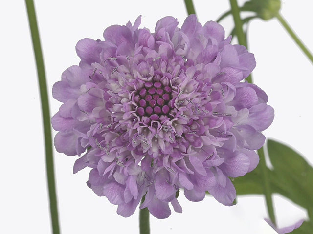 Scabiosa atropurpurea Royo