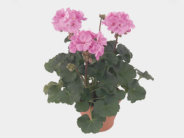 Pelargonium (Zonale Grp) Toscana Sil Lara