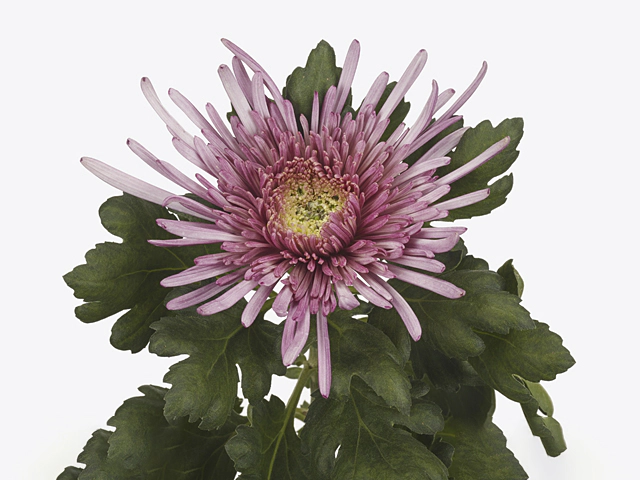 Chrysanthemum (Indicum Grp) disbudded Uzuri Purple