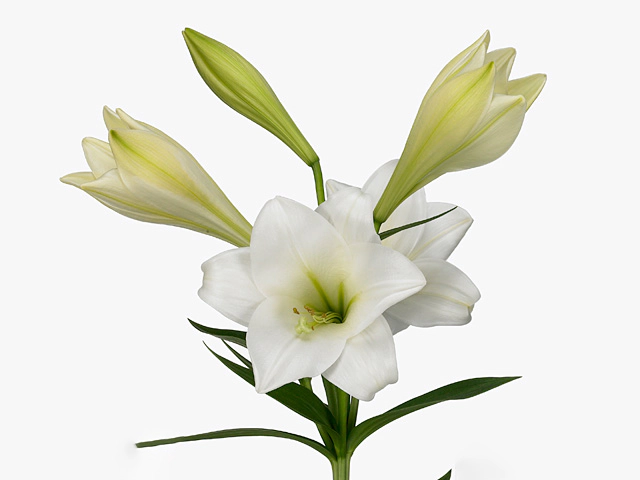 Lilium (Longiflorum Grp) 'Global Justice'