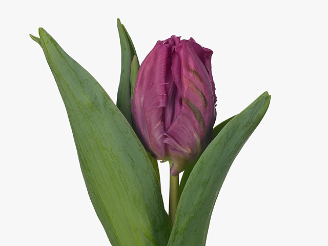 Тюльпан попугайный "Parrot Prince"