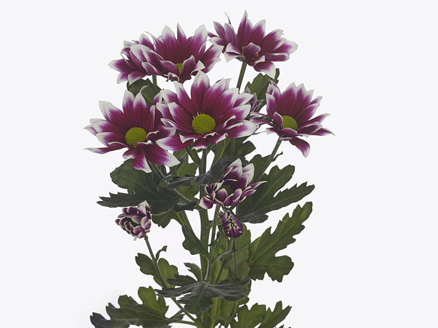 Chrysanthemum (Indicum Grp) spray Embrace