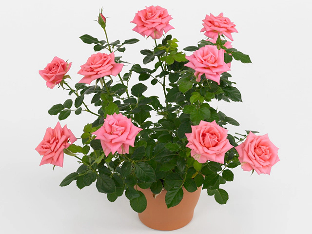 Роза "Lilac Beau Monde"