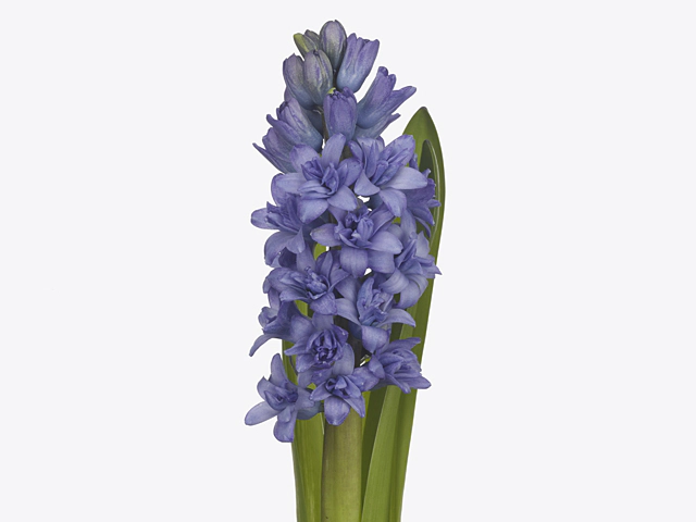 Hyacinthus orientalis 'Blue Tango'