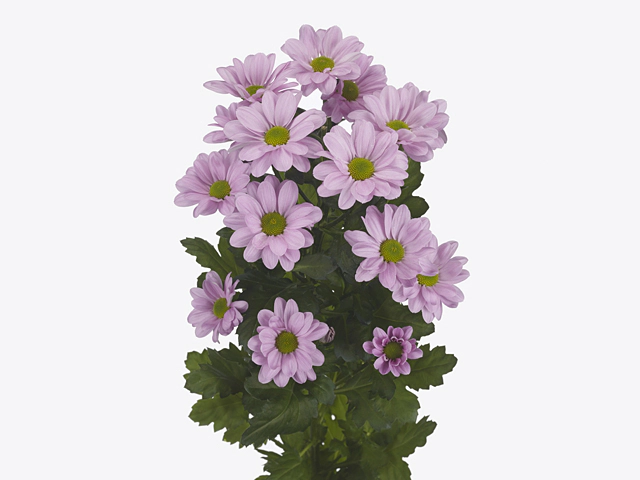 Chrysanthemum (Indicum Grp) spray Jolene