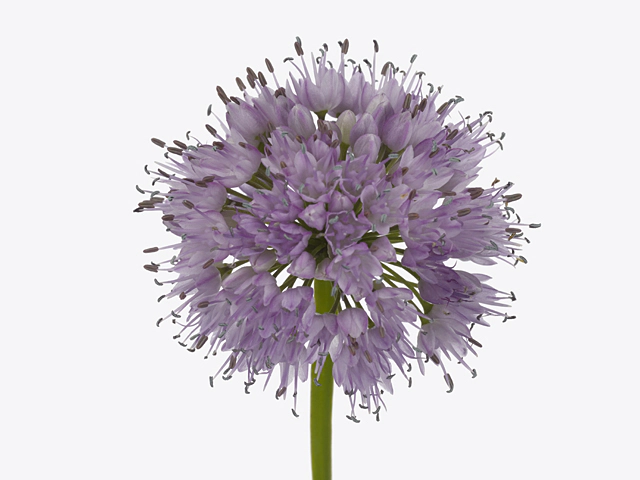 Allium 'Summer Beauty'