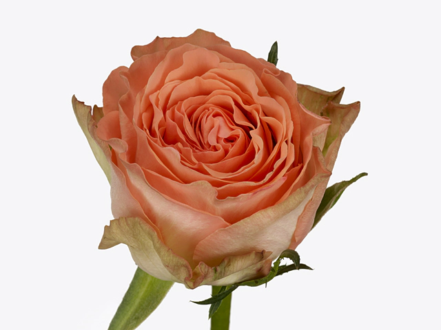 Роза крупноцветковая "Barbarella"