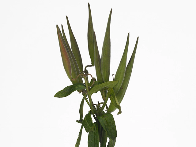 Asclepias tuberosa