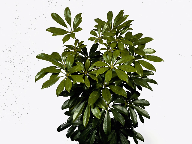 Schefflera arboricola 'Nora'