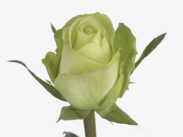 Rosa large flowered Green Flash