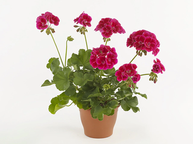 Pelargonium (Pelt. X Zon. Grp) Calliope Red Splash
