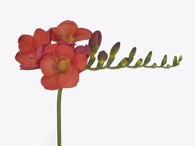Freesia single flowered Bisou
