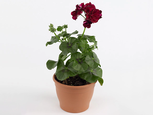Pelargonium (Peltatum Grp) Atlantic Burgundy