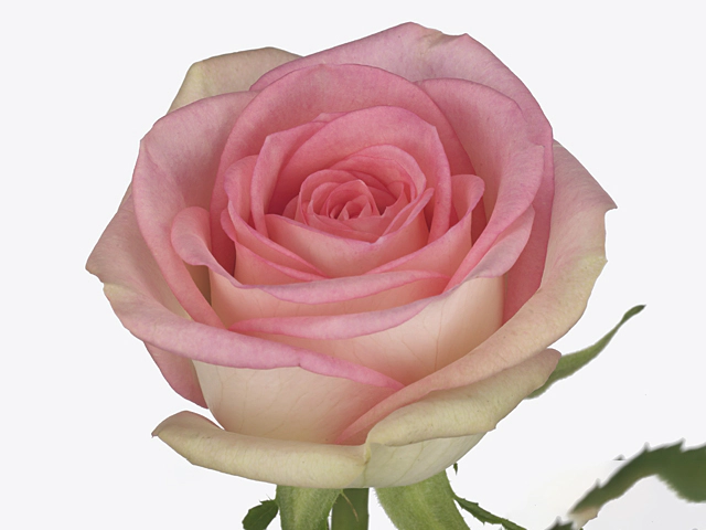 Роза крупноцветковая "Pink Aura"
