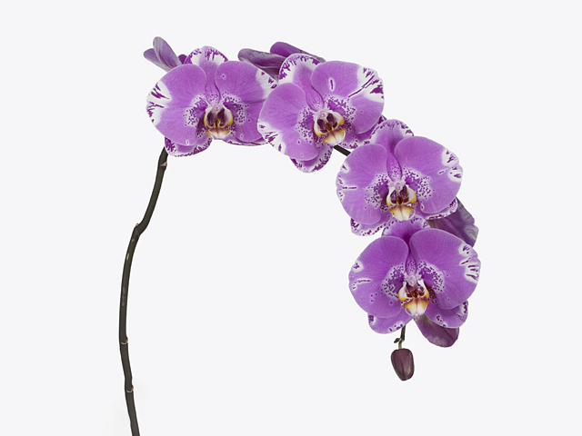 Phalaenopsis per flower 'Victorio'