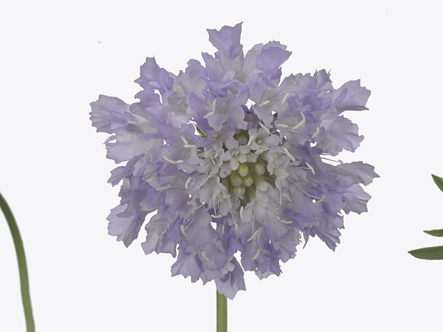 Scabiosa atropurpurea Ribera