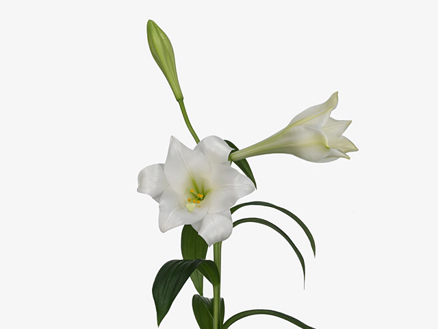 Lilium (Longiflorum Grp) 'White Sea'