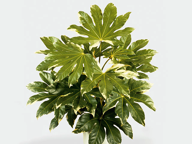 Fatsia japonica 'Variegata'