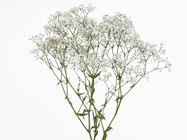 Gypsophila paniculata Beauty Bride