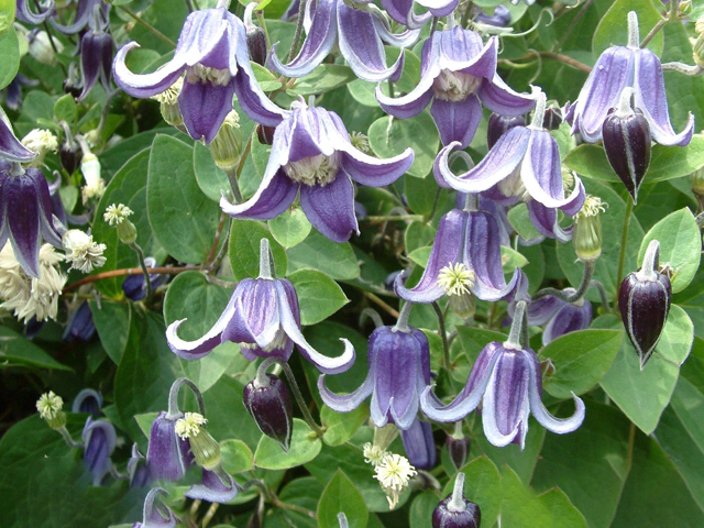 Clematis (Diversifolia Grp) 'Fascination'