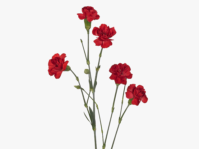 Гвоздика спрей "Red Carimbo"