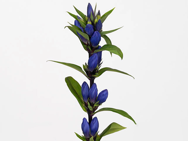 Gentiana makinoi 'Purple Sensation'