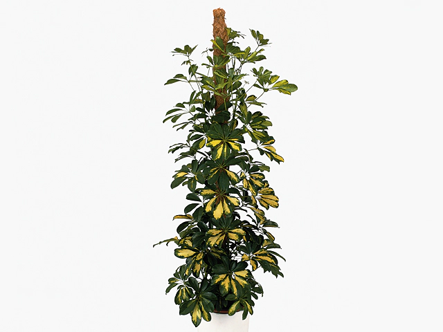 Schefflera arboricola 'Gold Capella'