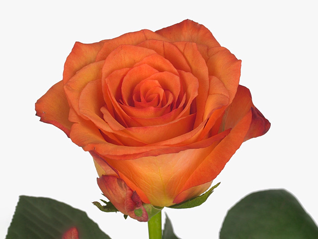 Роза крупноцветковая "Zuri"