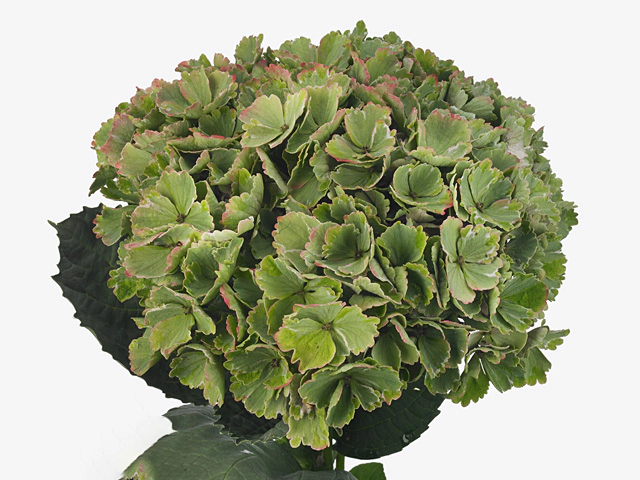 Hydrangea macrophylla Magical Sanne (classic)