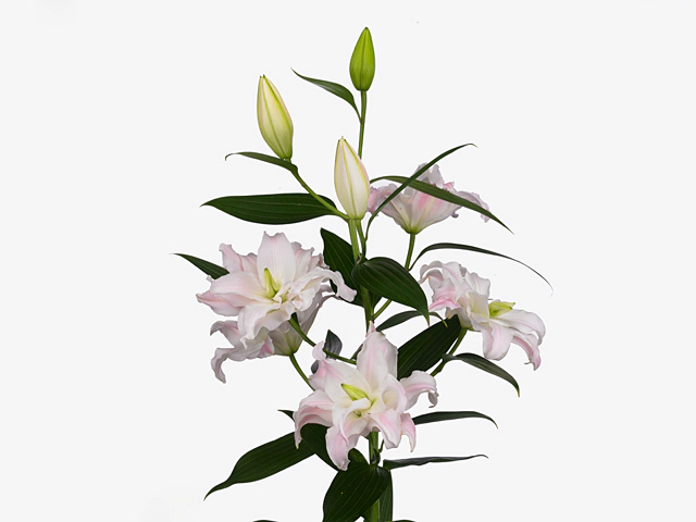 Lilium (Oriental Grp) double Roselily Kendra