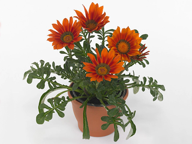 Gazania rigens 'Daybreak Bronze'