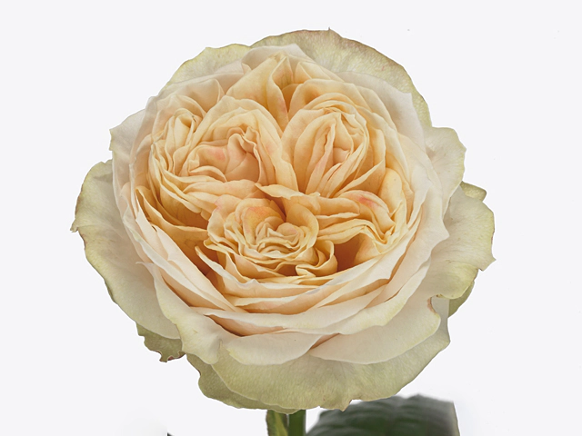 Rosa large flowered Victorian Peach@