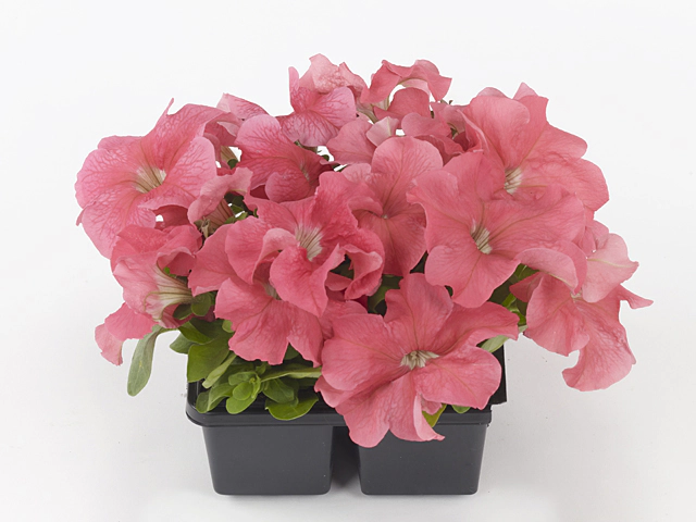 Petunia 'Limbo Salmon'