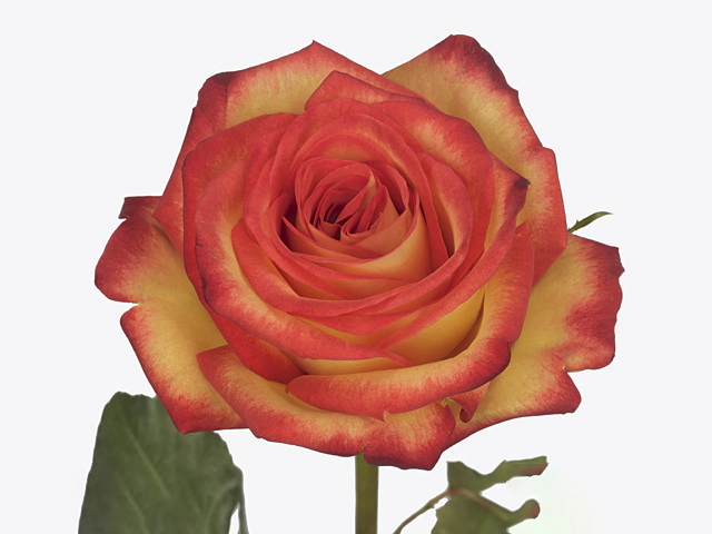 Роза крупноцветковая "Firefox"