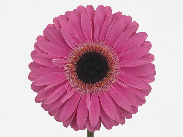 Гербера крупноцветковая "Bellavista"