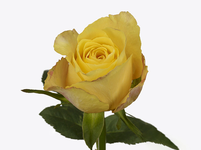 Роза крупноцветковая "Confidential Gold"
