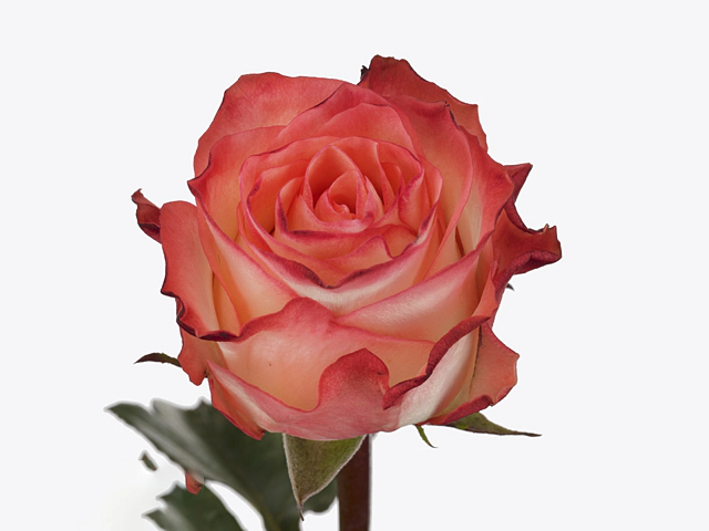 Роза крупноцветковая "Habari@"