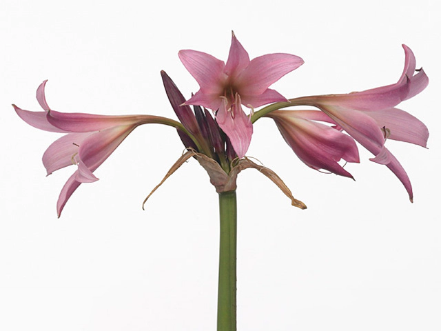 Crinum x powellii