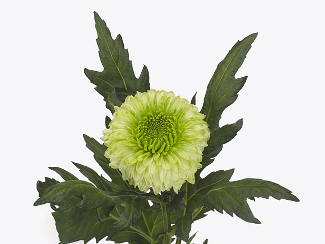 Chrysanthemum (Indicum Grp) disbudded Alvera