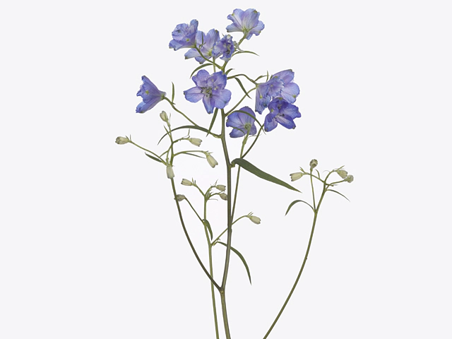 Delphinium single flowered grandiflorum Sunshine