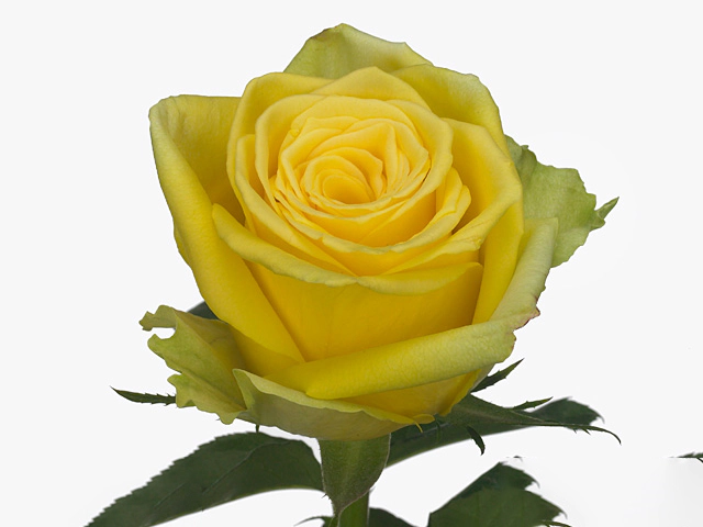 Rosa large flowered Limelight
