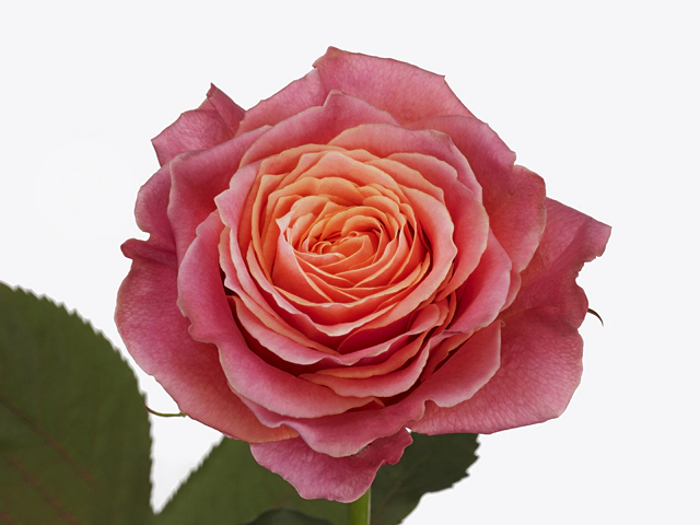Роза крупноцветковая "Country Spirit Garden"