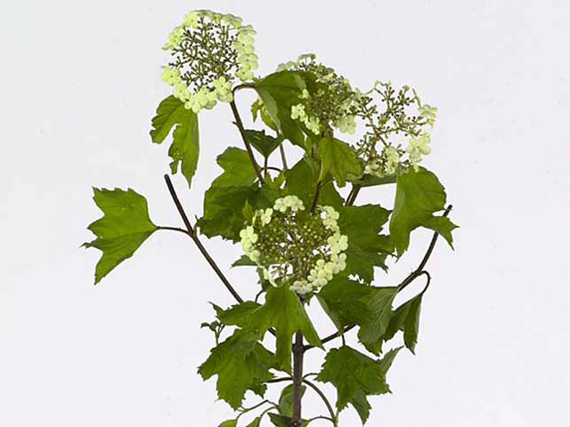 Viburnum opulus