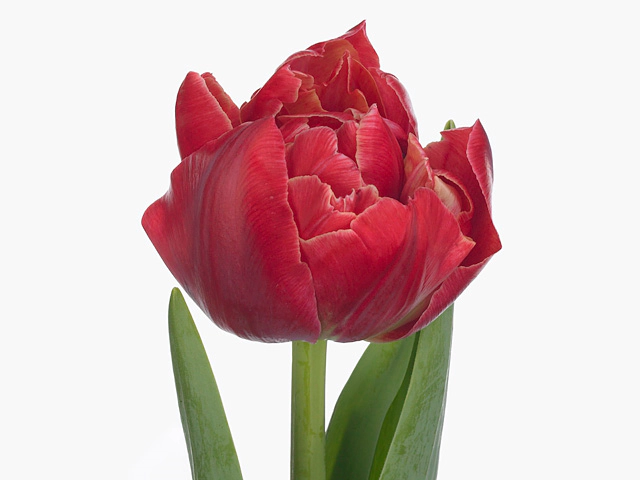 Тюльпан махровый ранний "Verona Sunrise"