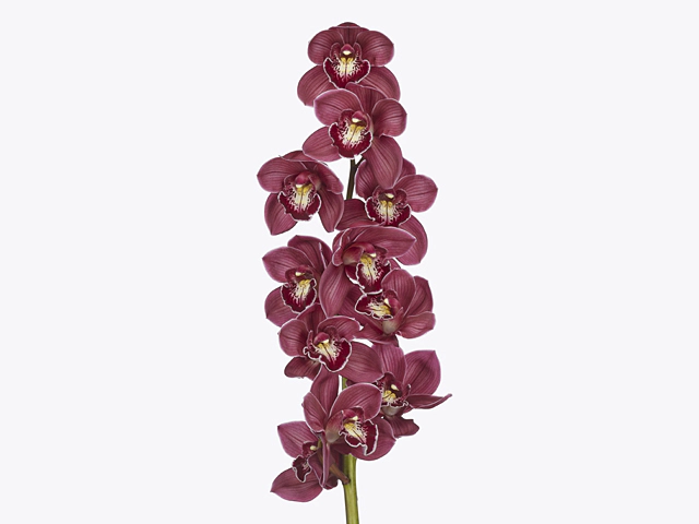 Cymbidium large flowered 'Lenn'