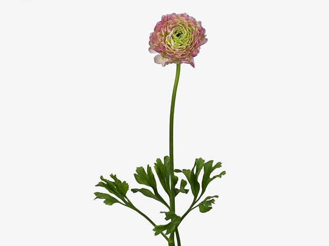 Ranunculus asiaticus Pon Pon Malva