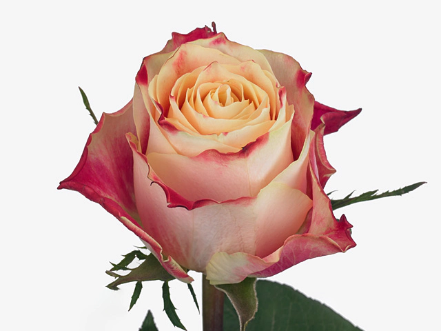 Роза крупноцветковая "Chapeau"
