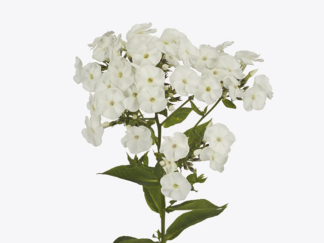 Phlox (Paniculata Grp) Sweet Summer Snow