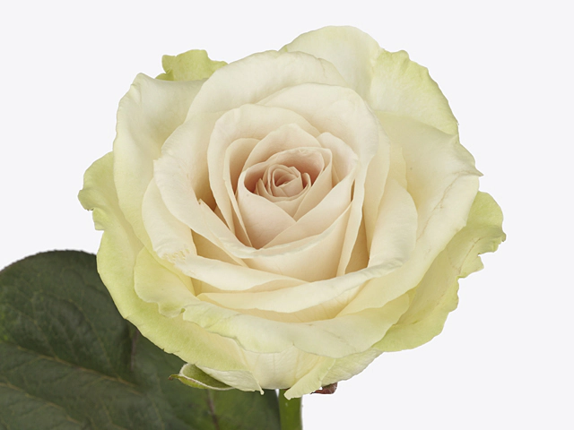Роза крупноцветковая "Adore Avalanche+"