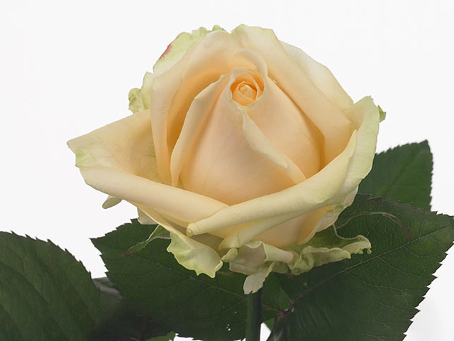 Роза крупноцветковая "Avalanche Peach+"